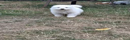 Samoyed dogs for sale: 2 Samoyed Puppies Looking for Their Forever Homes in Craven Arms - Advert 3