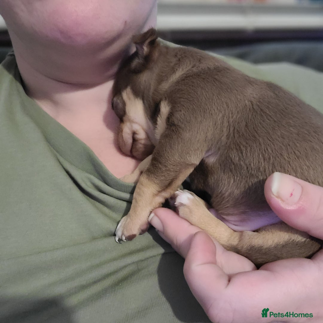 Chihuahua dogs for sale: Smooth coat chihuahuas - Image 4