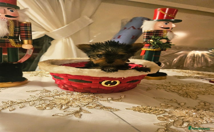 Yorkshire Terrier dogs - Advert 2