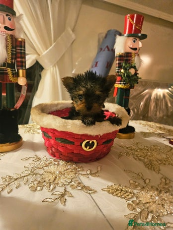 Yorkshire Terrier dogs - Advert 2