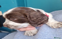 Cockapoo dogs for sale: Stunning F2 cockapoo puppies  - Image 8