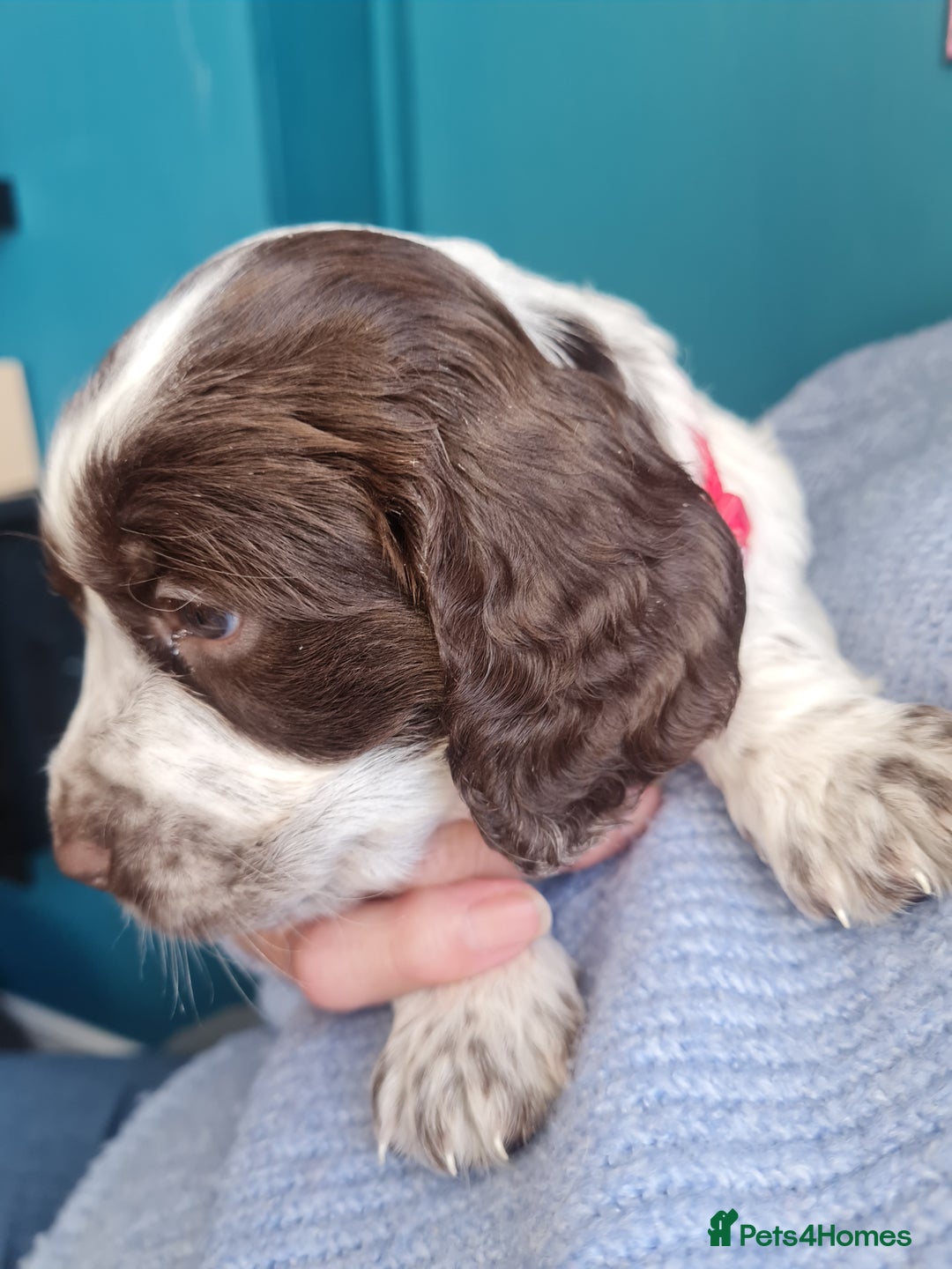 Cockapoo dogs for sale: Stunning F2 cockapoo puppies  - Image 8