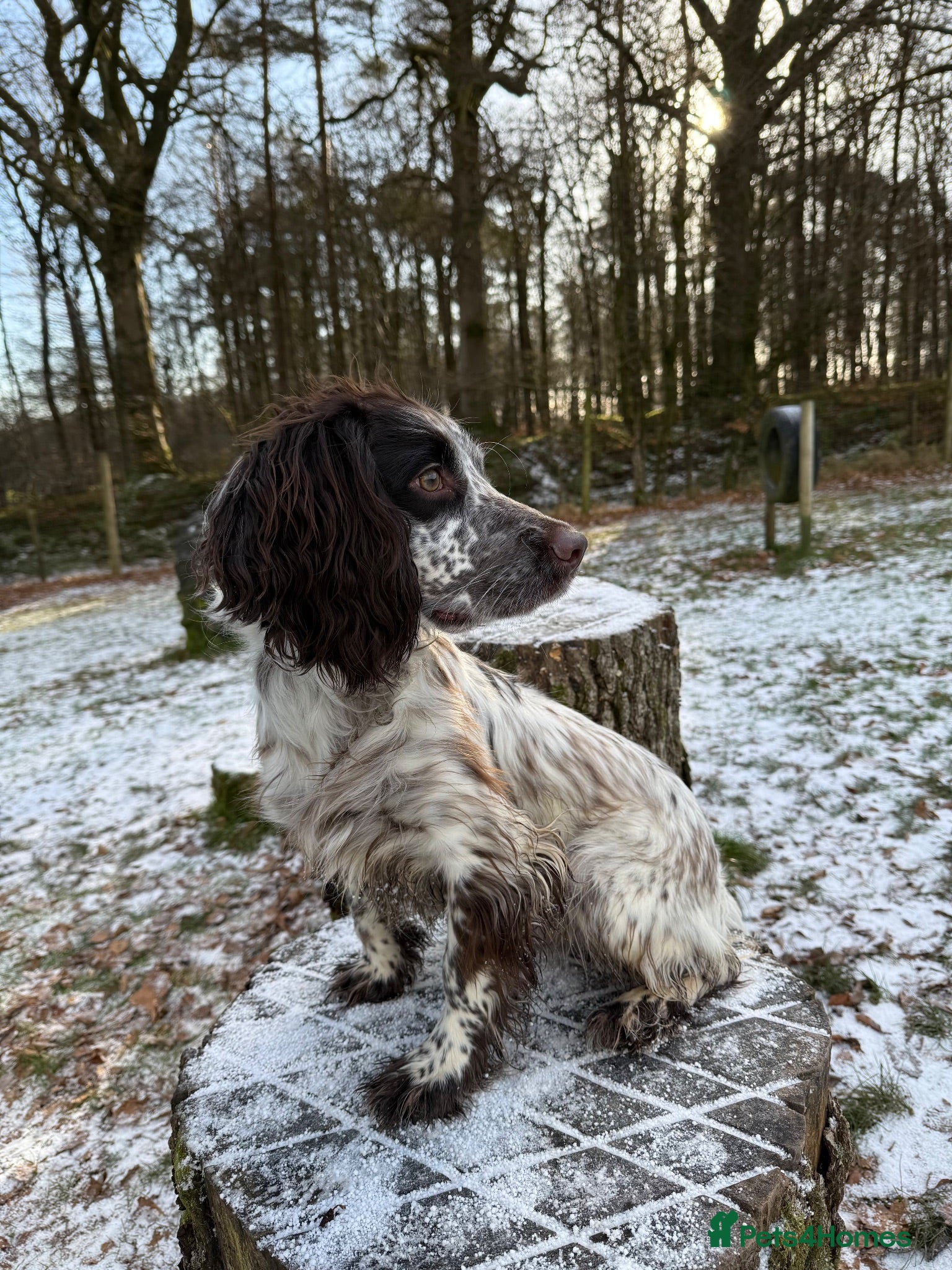 Sprocker dogs Sprocker dog - Advert 1