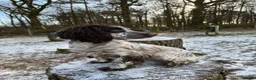 Sprocker dogs for sale: Sprocker dog - Advert 1