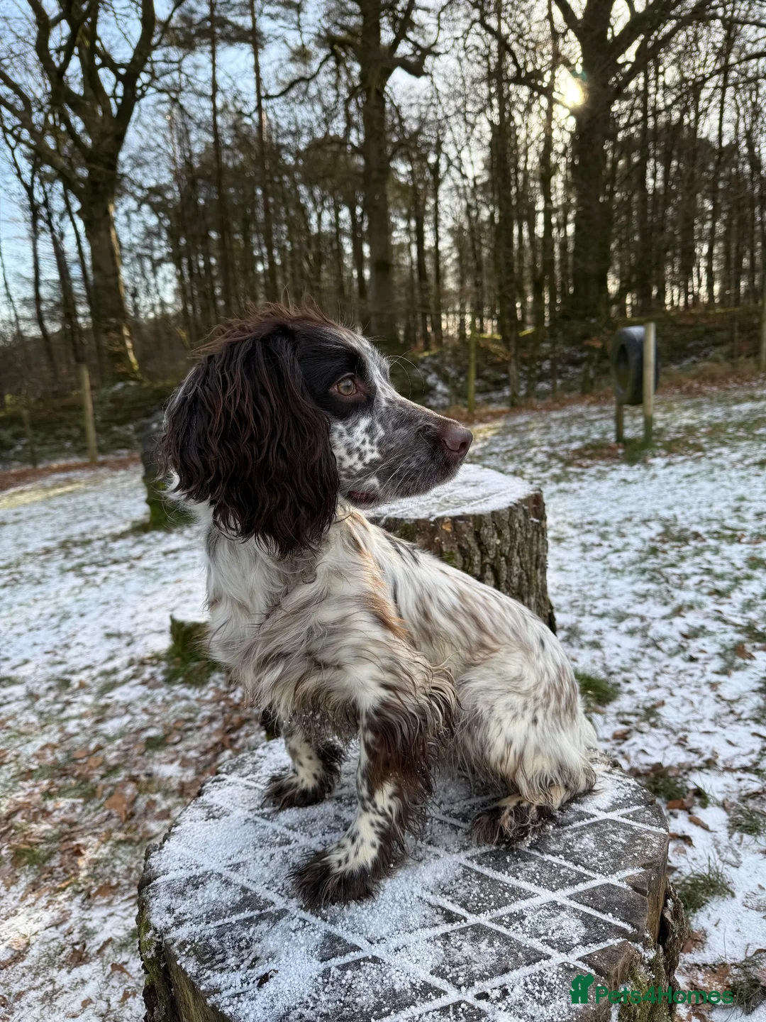 Sprocker dogs for sale: Sprocker dog - Advert 1