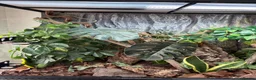 Gecko reptiles for sale: Mniarogekko chahoua full set up  - Advert 4