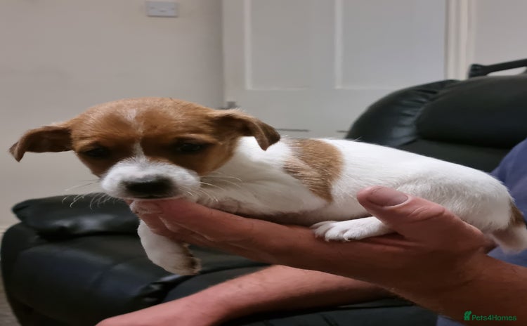 Jack Russell dogs - Advert 1