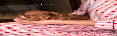 Miniature Dachshund 3