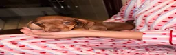 Miniature Dachshund dogs for sale: Miniature dachshund puppies  in Bilston - Advert 24