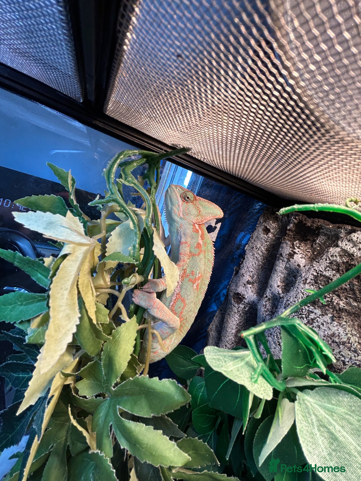 Chameleon reptiles Chameleon full setup exoterra  - Advert 1