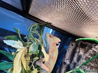 Chameleon reptiles Chameleon full setup exoterra - Advert 1