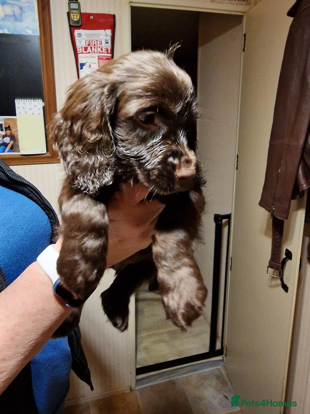 Cocker Spaniel dogs for sale: Working cocker spaniel puppies - Image 9