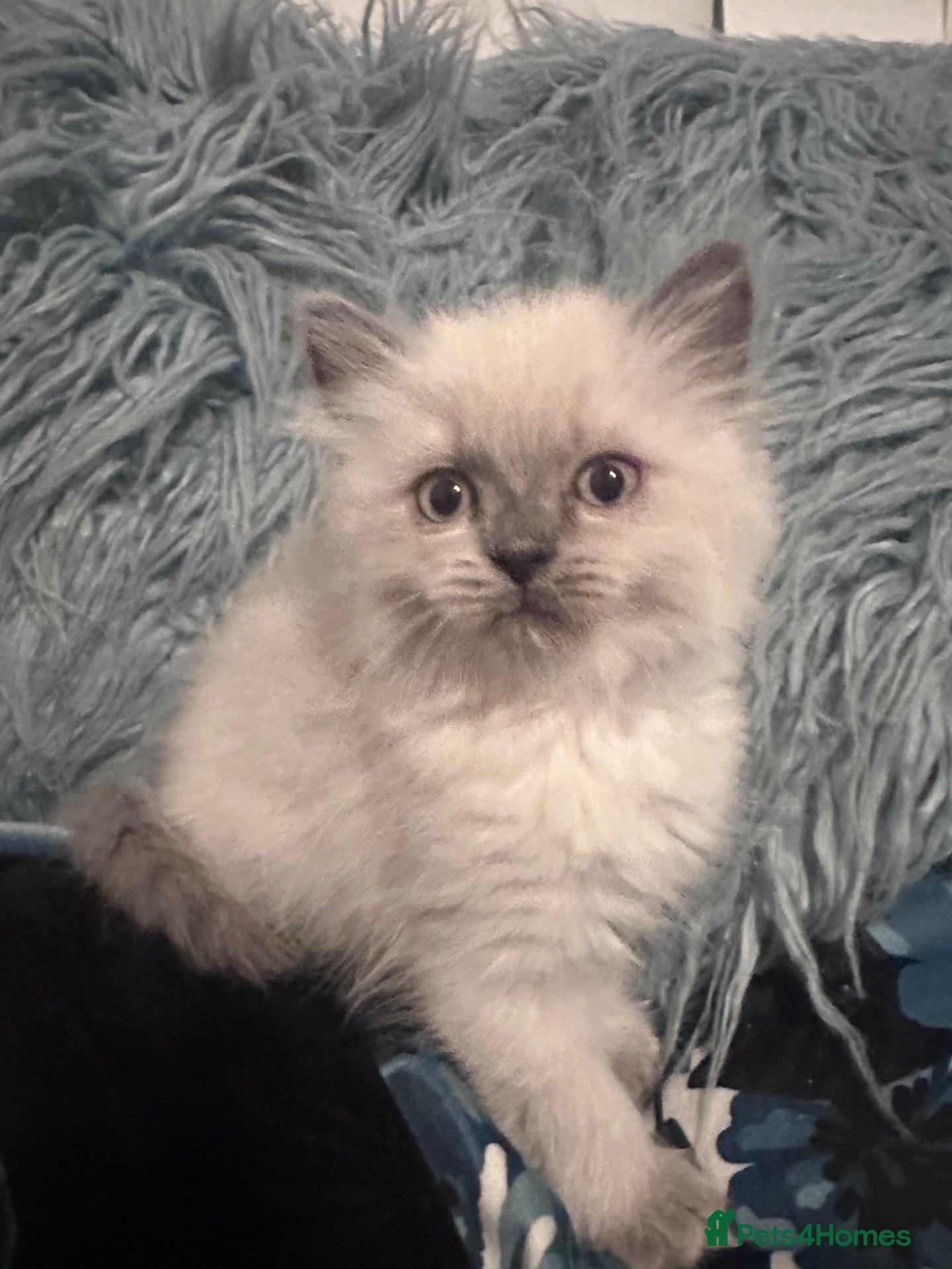 Ragdoll cats Pure Ragdoll kittens adorable and very fluffy  - Advert 2