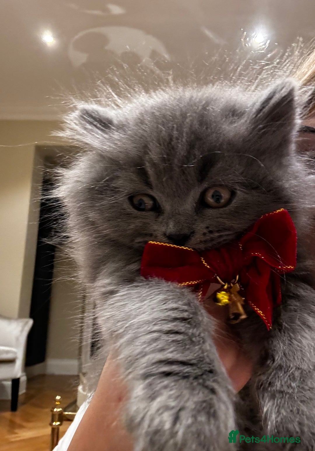 British Shorthair cats for sale: British Shorthair Kittens - Advert 35