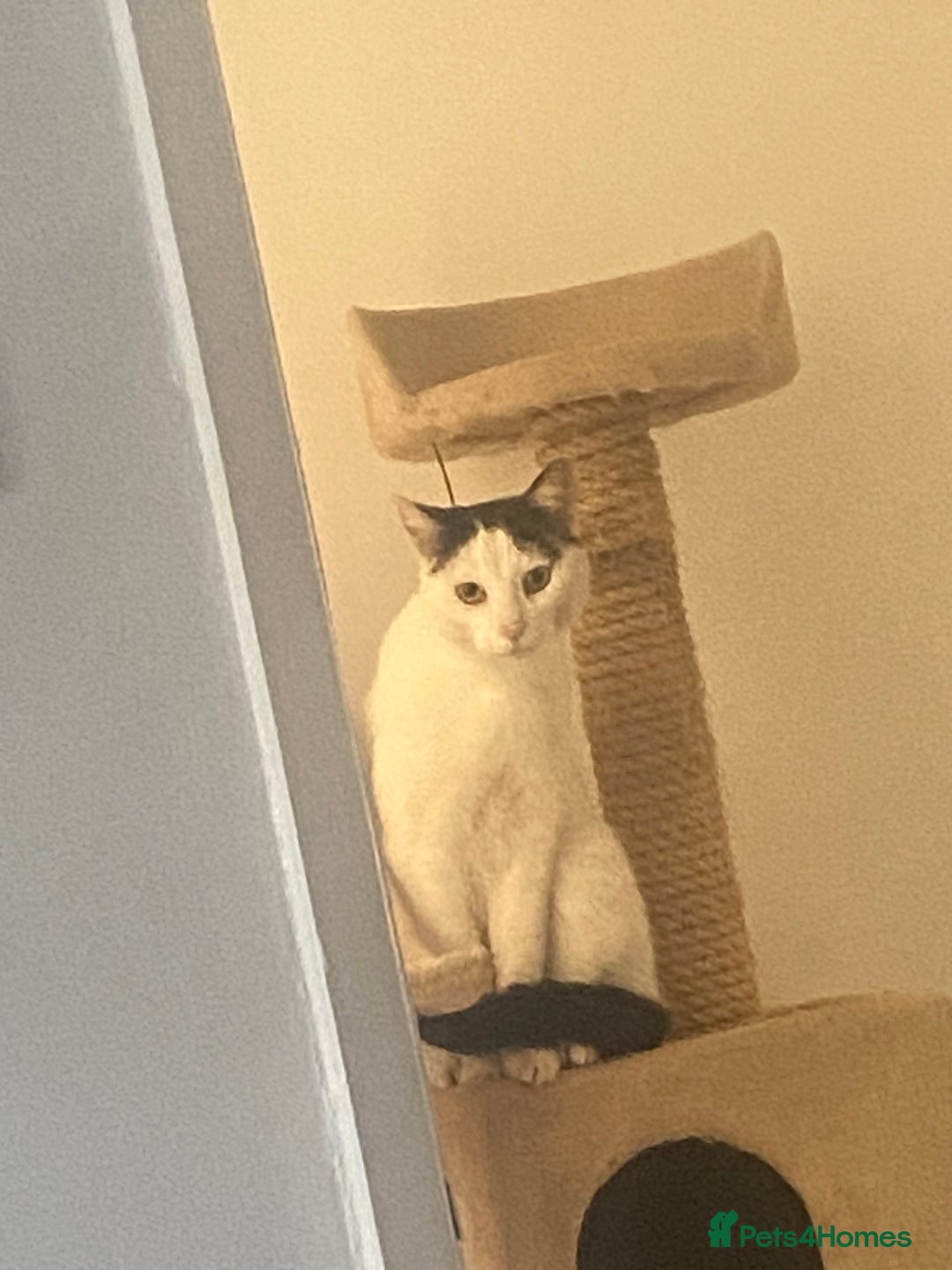 Mixed Breed cats for sale: Gentleman Jack 8 years old - Advert 1