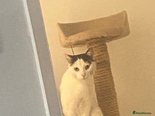 Mixed Breed cats Gentleman Jack 8 years old - Advert 12