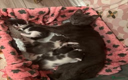Domestic Shorthair cats for sale: Teddy is looking for his forever home  - Image 8