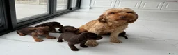 Mixed Breed dogs for sale: 5 Beautiful Chocolate brown & Tan Puppies  in Egham - Advert 27