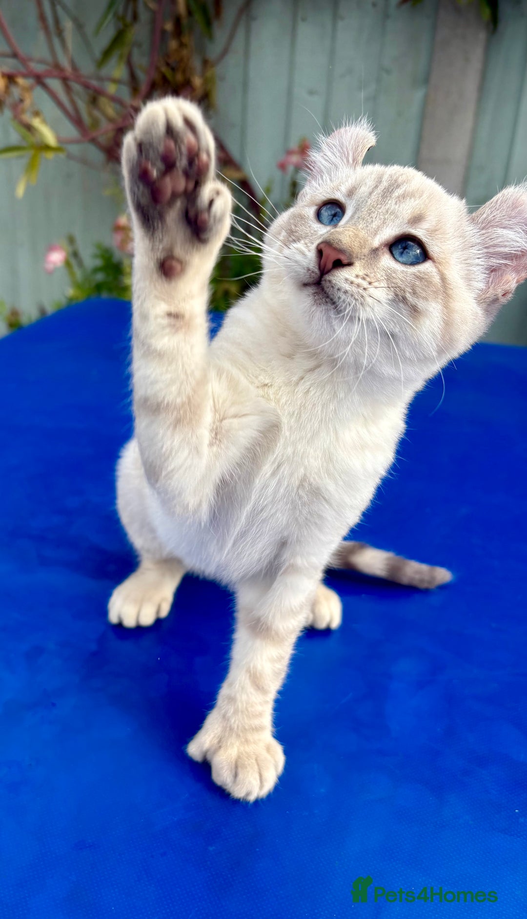 Bengal cats for sale: Gob smacking rare kittens  - Image 12