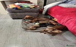 Dachshund dogs for sale: mini dachshund  - Image 12