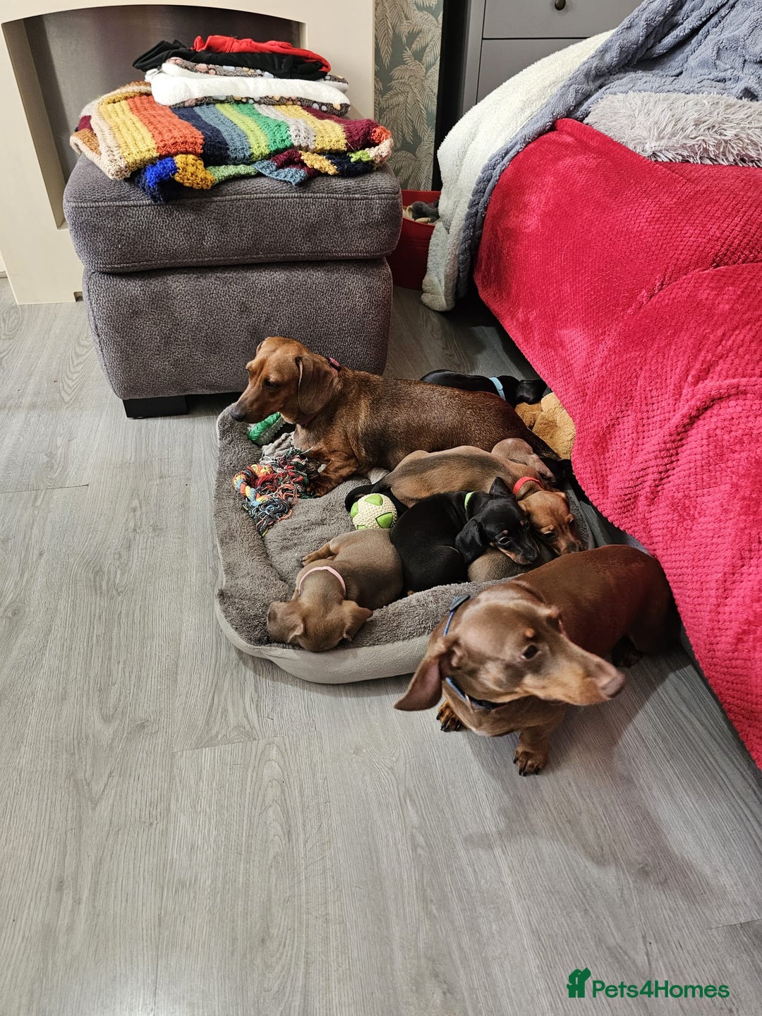 Dachshund dogs for sale: mini dachshund  - Image 12