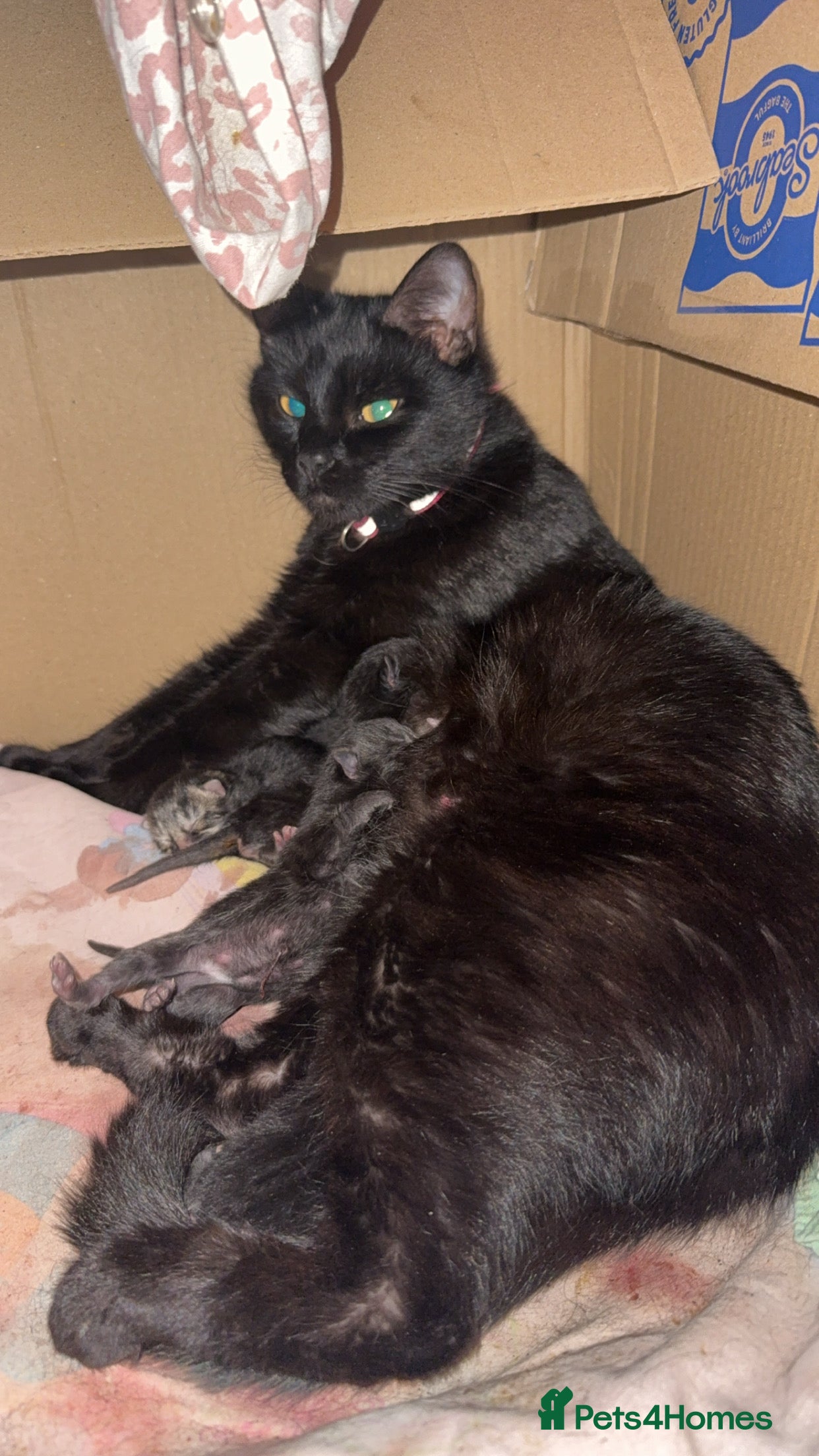 Domestic Shorthair cats Kittens  in Lincoln - Advert 5