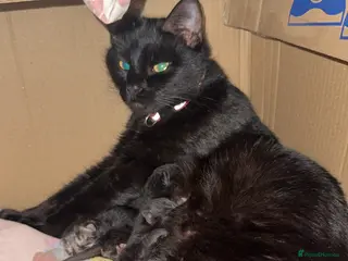 Domestic Shorthair cats Kittens in Lincoln - Advert 1