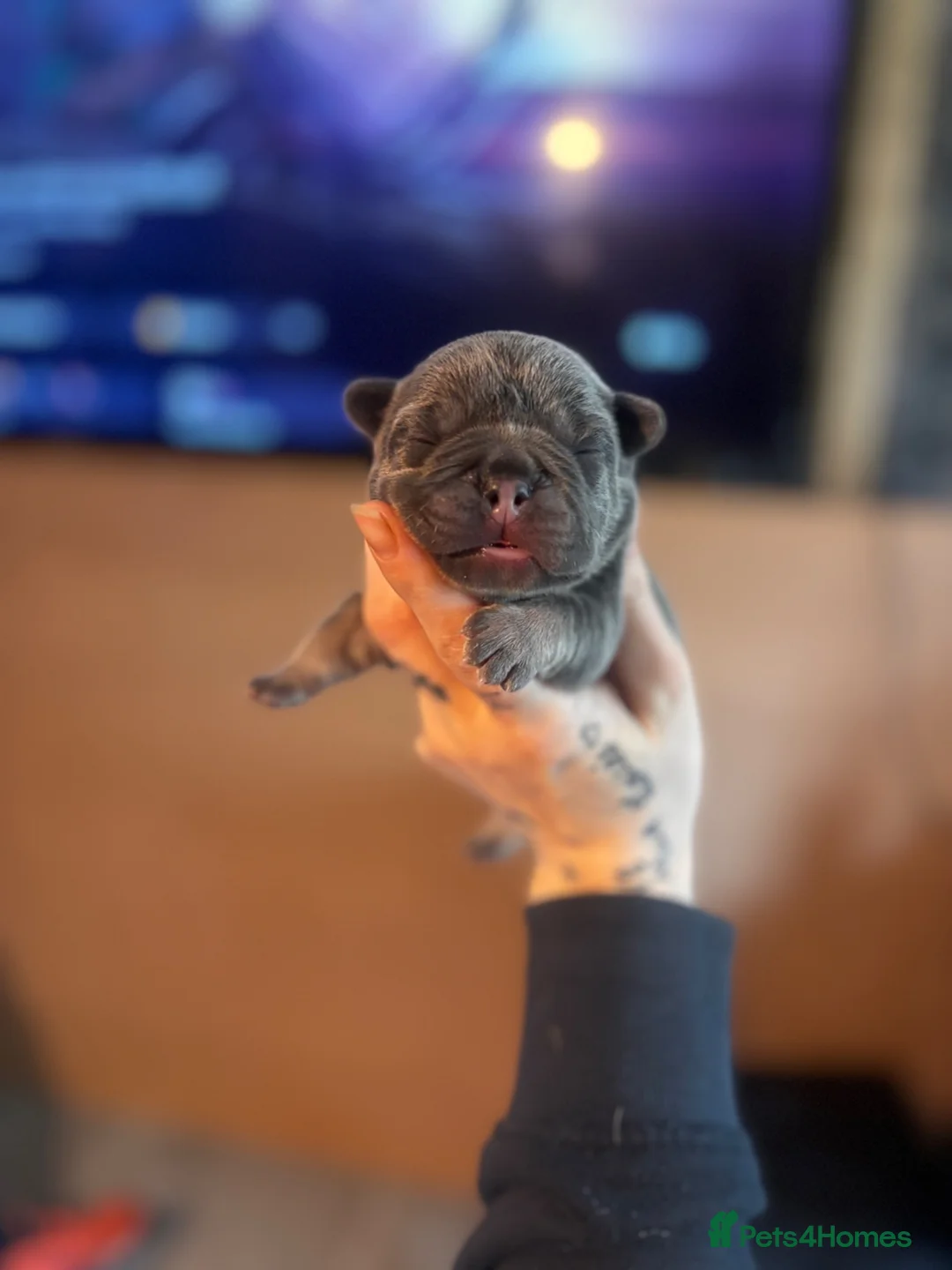 French Bulldog dogs for sale: Beautiful lilac and tan frenchie puppies  - Advert 2
