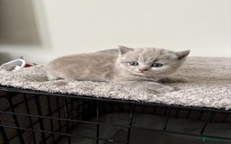 British Shorthair cats for sale: Chunky Lilac & blue bsh kittens  - Image 10