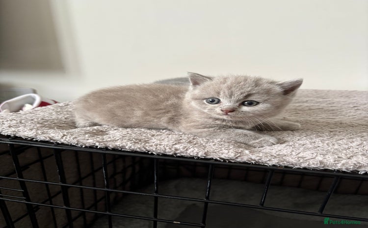British Shorthair cats - Advert 13