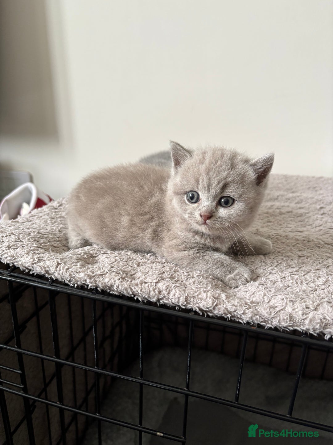 British Shorthair cats for sale: Chunky Lilac & blue bsh kittens  - Image 10