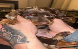 Miniature Dachshund dogs for sale: Miniature dachshund  - Image 6