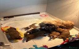 Shih Tzu dogs for sale: Shih tzu puppies - Image 9