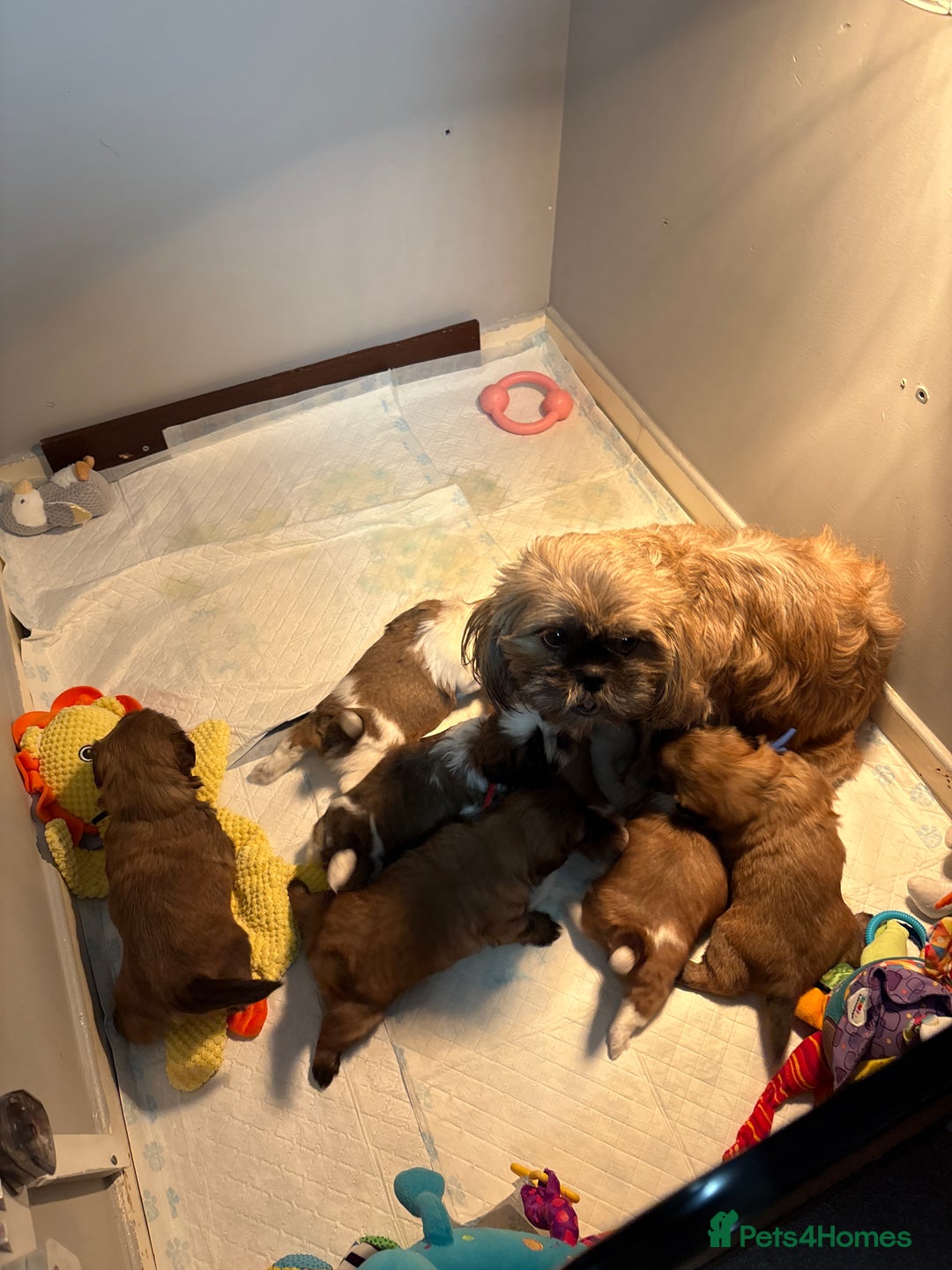 Shih Tzu dogs for sale: Shih tzu puppies - Image 9