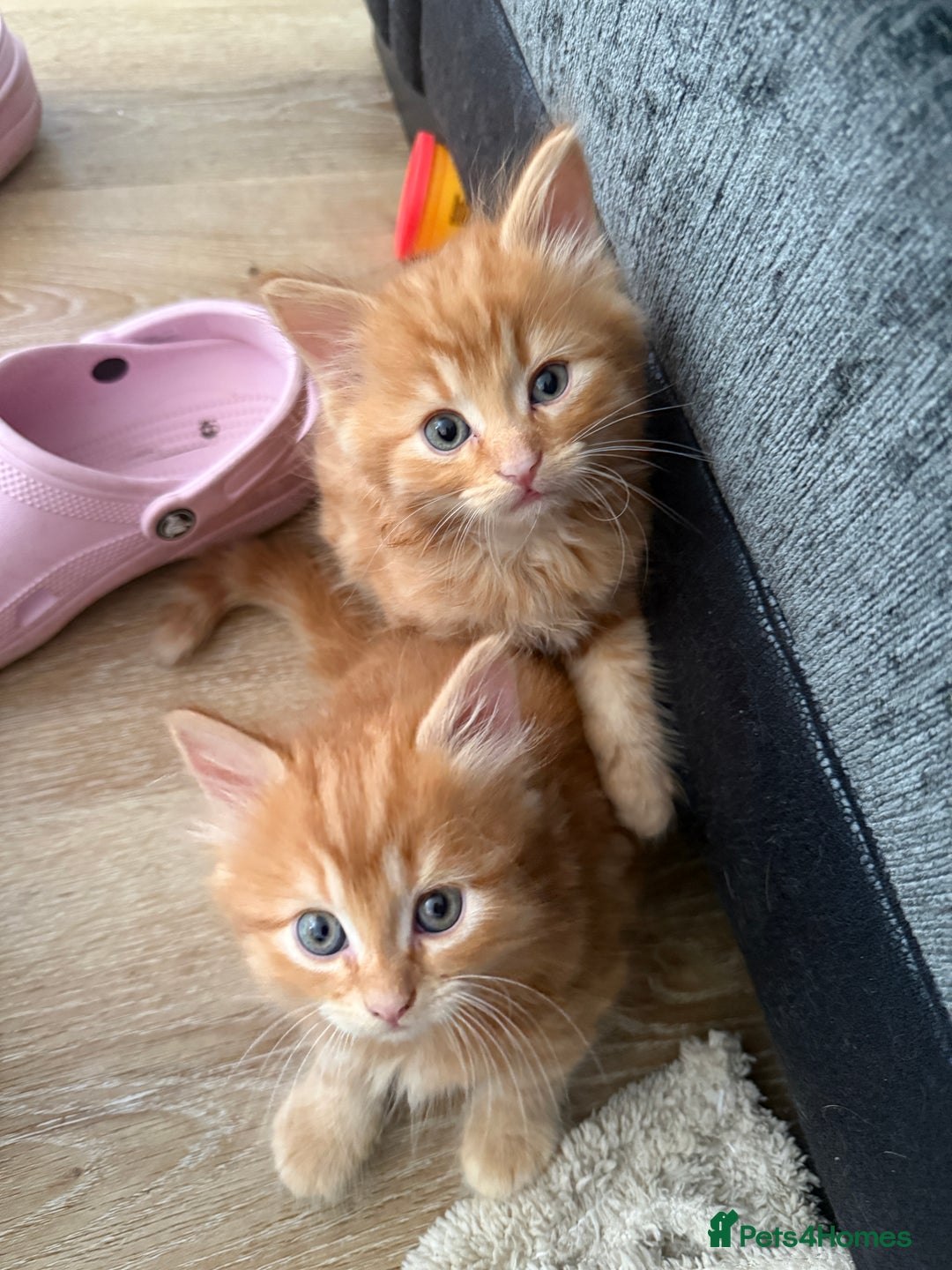 Persian cats for sale: Ginger boys 💚 - Image 8