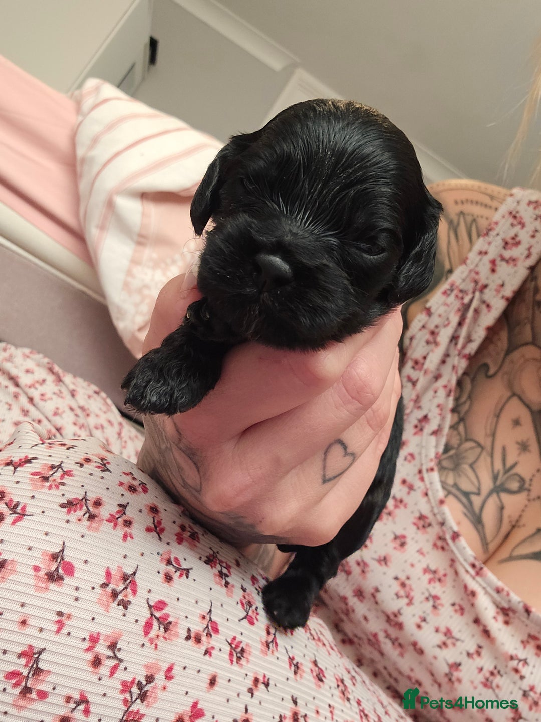 Cockapoo dogs for sale: Stunning American Cockapoos  - Image 9
