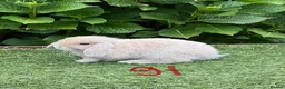 Mini Lop rabbits for sale: Pure bred mini lops baby rabbits  - Advert 10