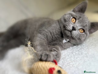 British Shorthair cats Adorable British Shorthair Kittens — READY TO GO! - Advert 1