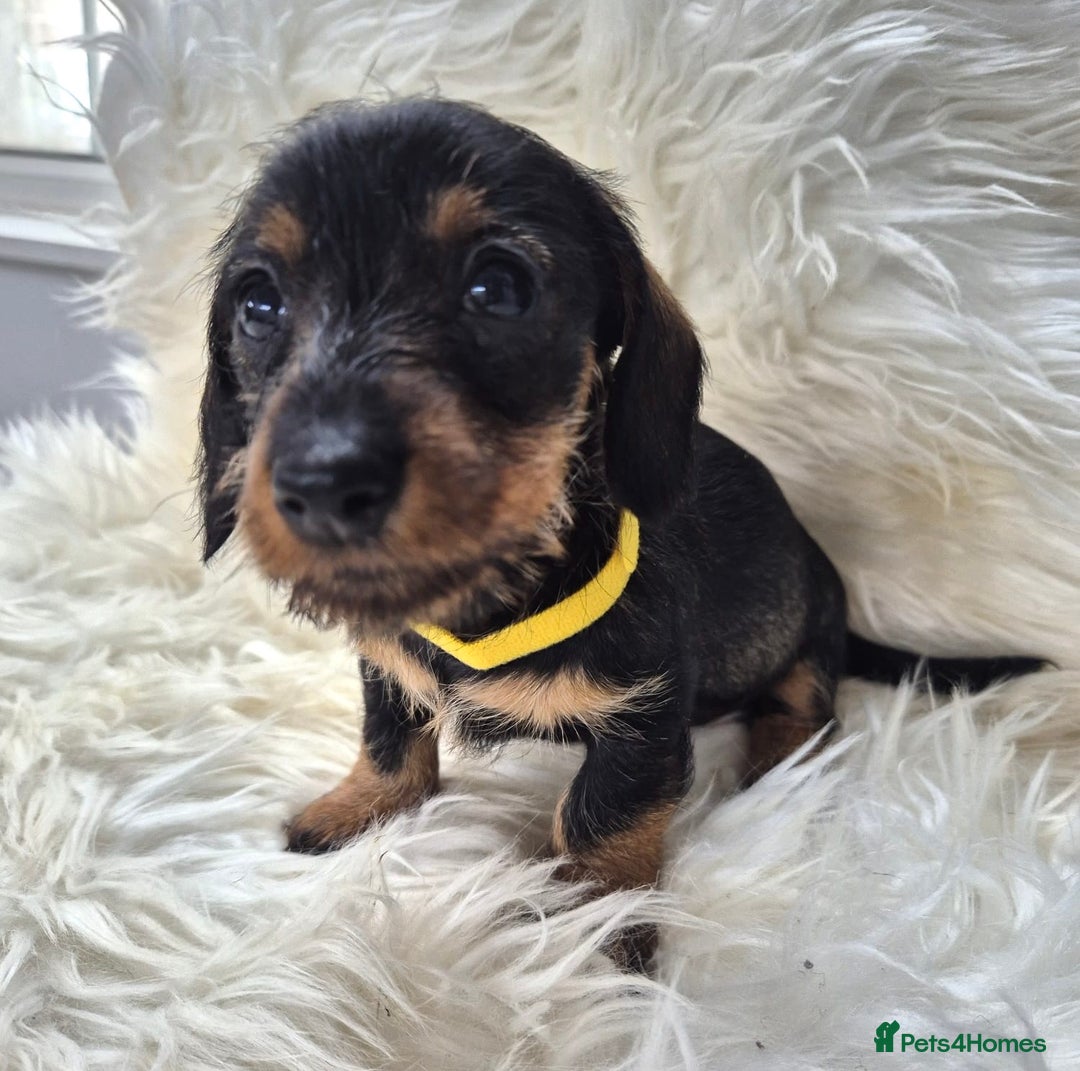 Dachshund dogs for sale: Dachshund - Miniatures wires  - Image 5