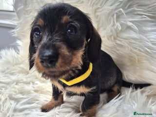 Dachshund dogs - Advert 11