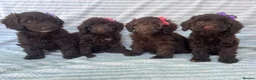 Cockapoo dogs for sale: CHOCOLATE COCKAPOOS GIRLS/BOYS PUPPYS PRA CLEAR - Advert 12