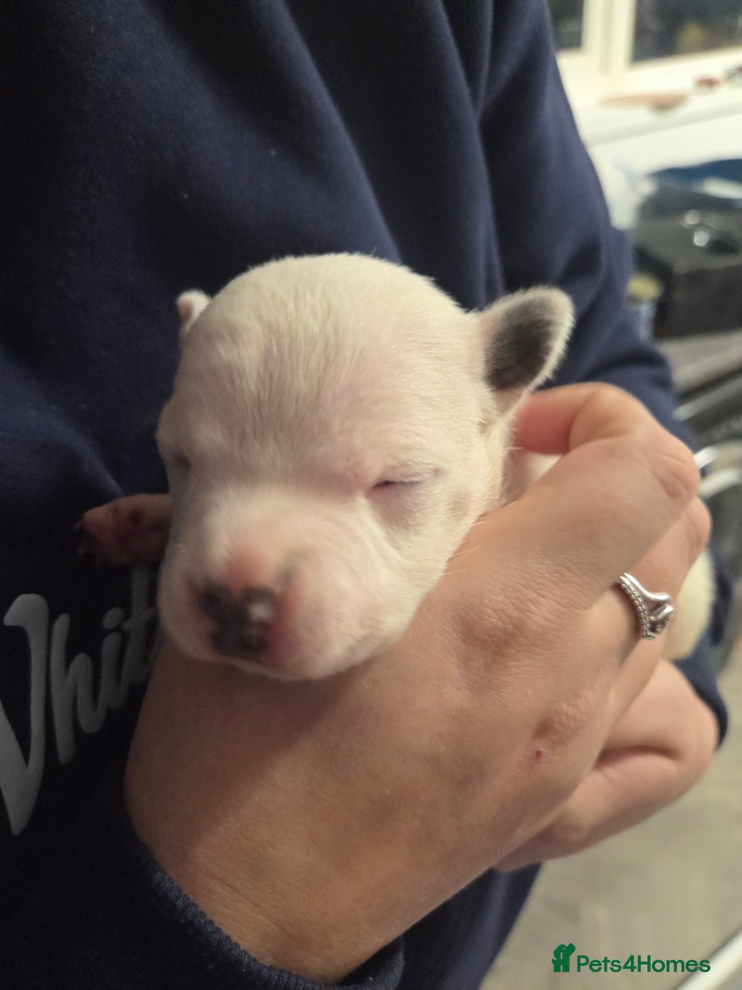 Staffordshire Bull Terrier dogs for sale: Blue staffie puppies 🐶  - Advert 3