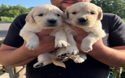 Golden Retriever dogs for sale: Stunning KC reg Golden Retriever Puppies for sale - Image 2