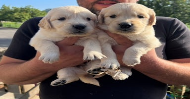 Golden Retriever dogs - Advert 14
