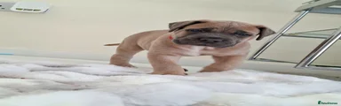 Indi