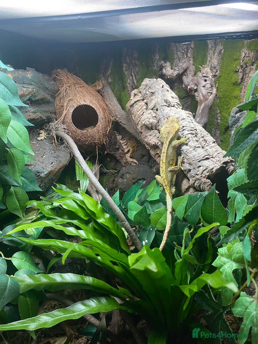 Gecko reptiles for sale: Crested Gecko and Full Bioactive Setup - Image 7