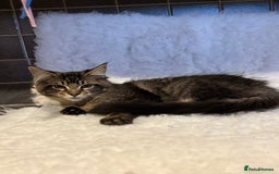 Maine Coon cats for sale: 3 Stunning Maine Coon Boys Ready To Go Now!!! - Image 7
