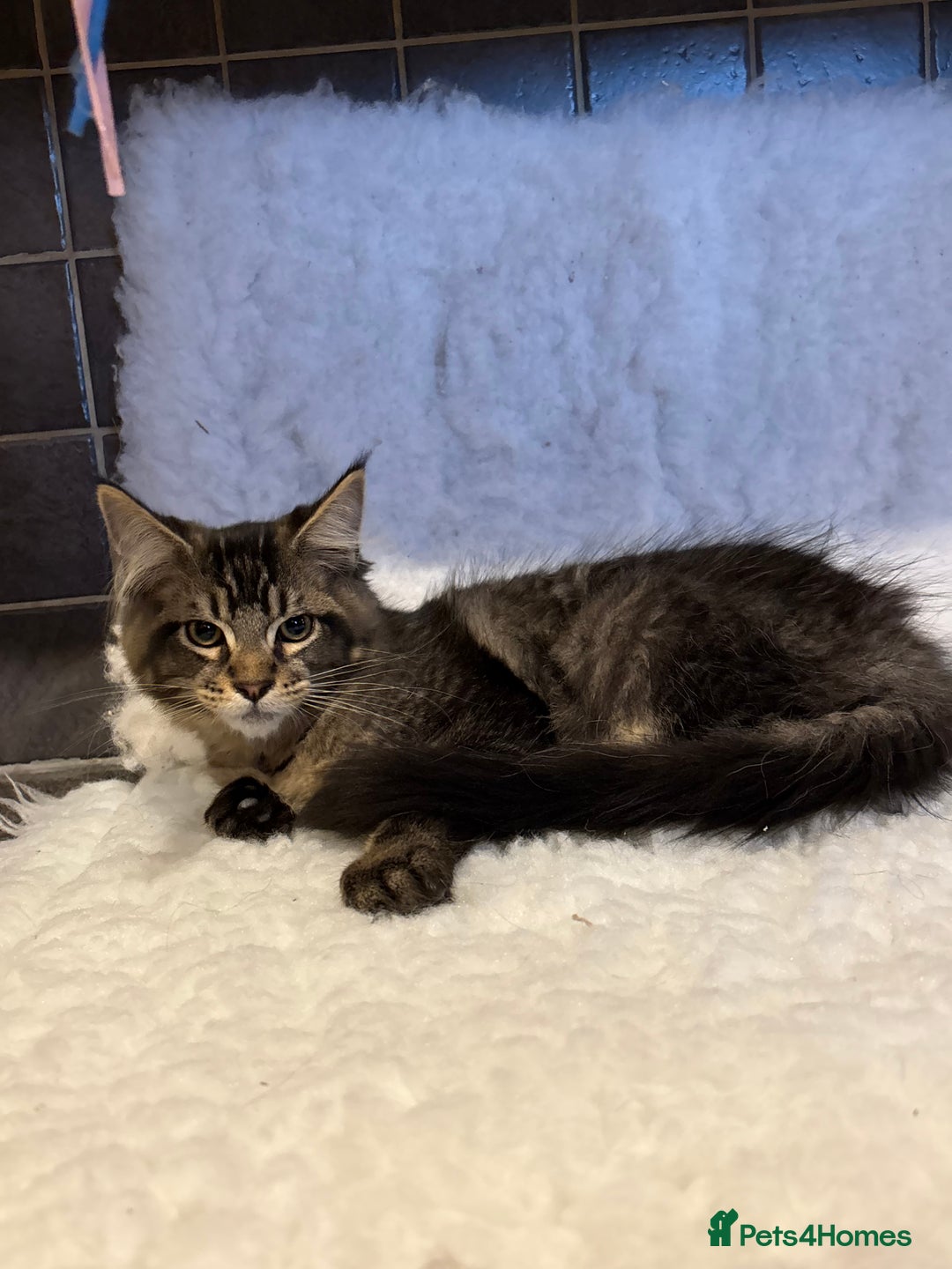 Maine Coon cats for sale: 3 Stunning Maine Coon Boys Ready To Go Now!!! - Image 7