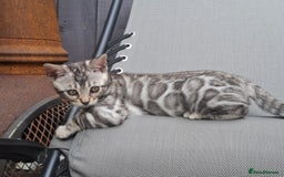 Bengal cats for sale: Show quality pure bengal kittens. - Image 23