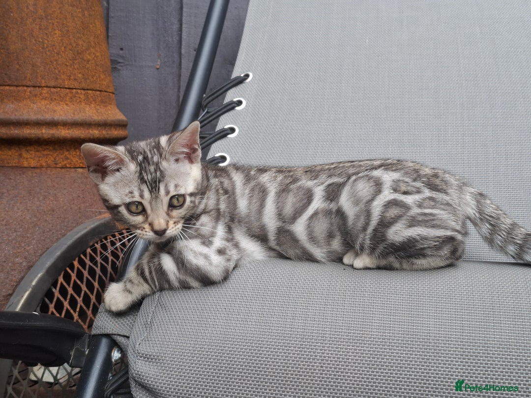 Bengal cats for sale: Show quality pure bengal kittens. - Image 23